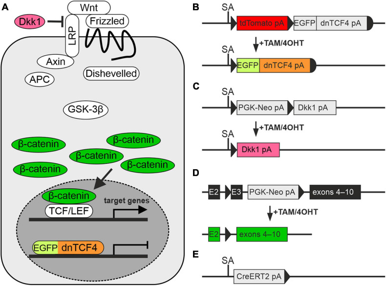 FIGURE 1