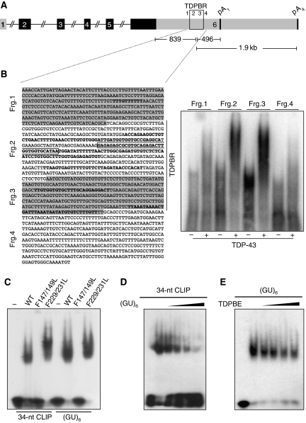 TDP-43 regulates its mRNA levels through a negative feedback loop - PMC