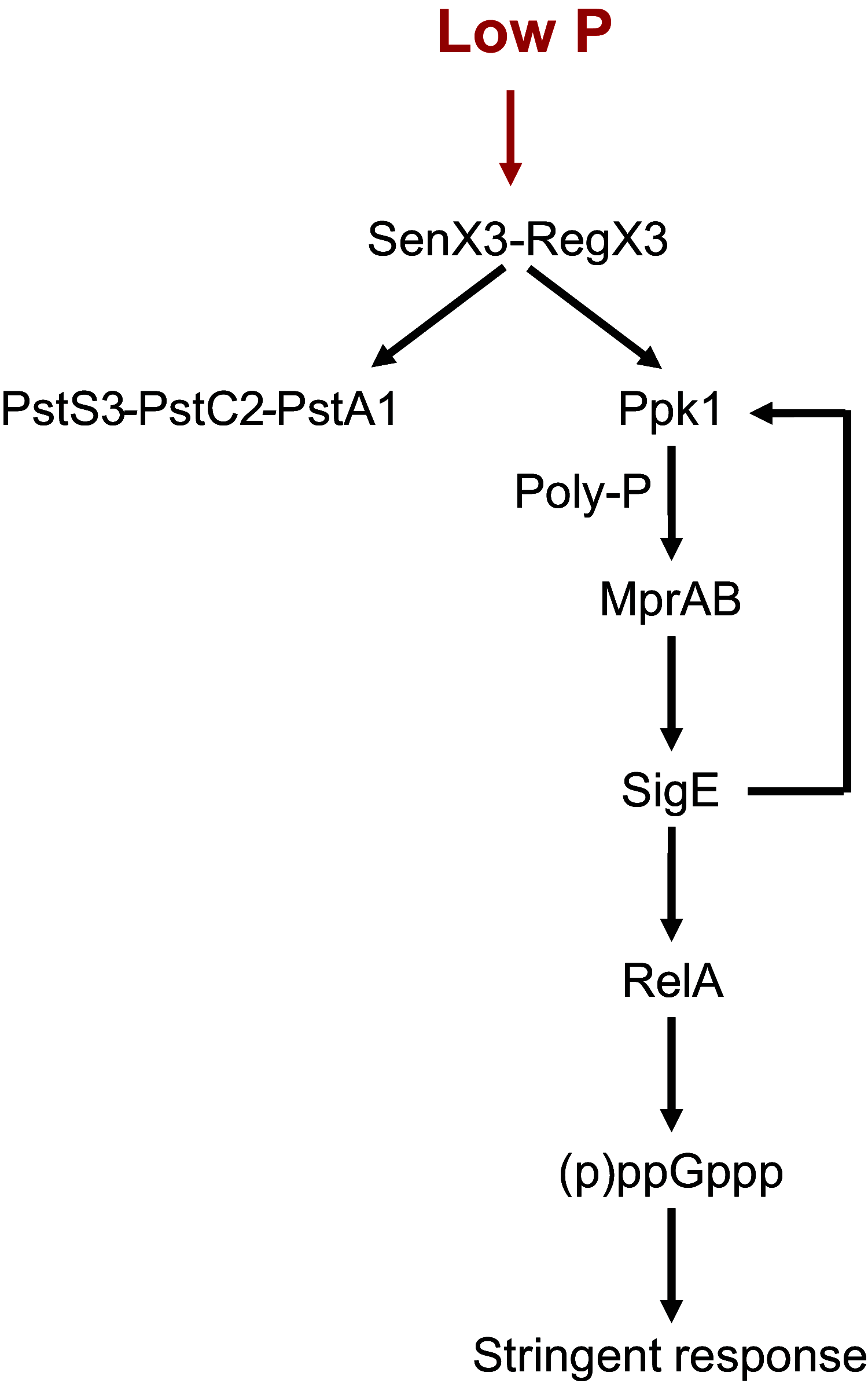 FIG 1