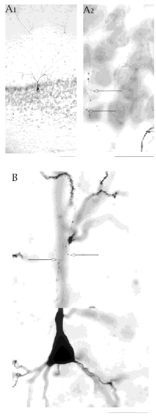 Fig. 9