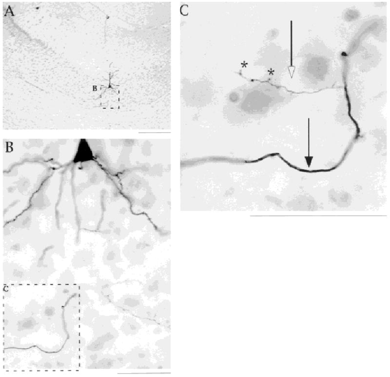 Fig. 10