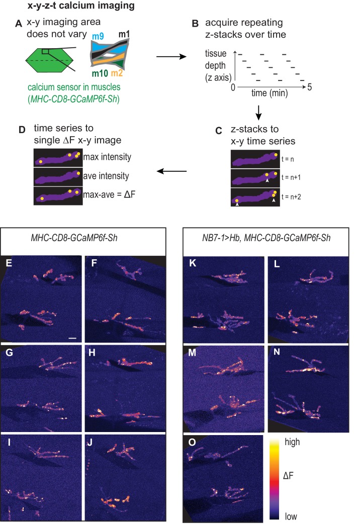 Figure 6—figure supplement 1.