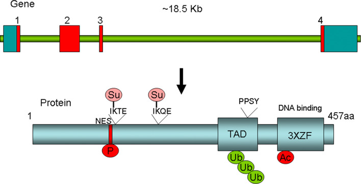 Fig. 1