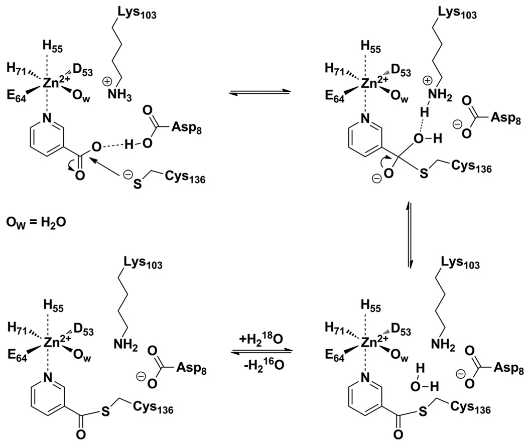 Scheme 5