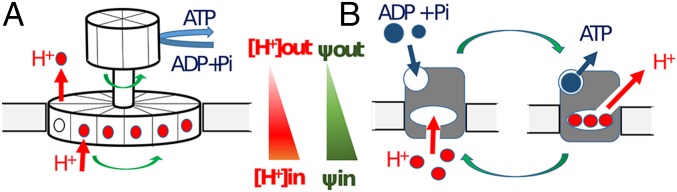 Fig. 1.