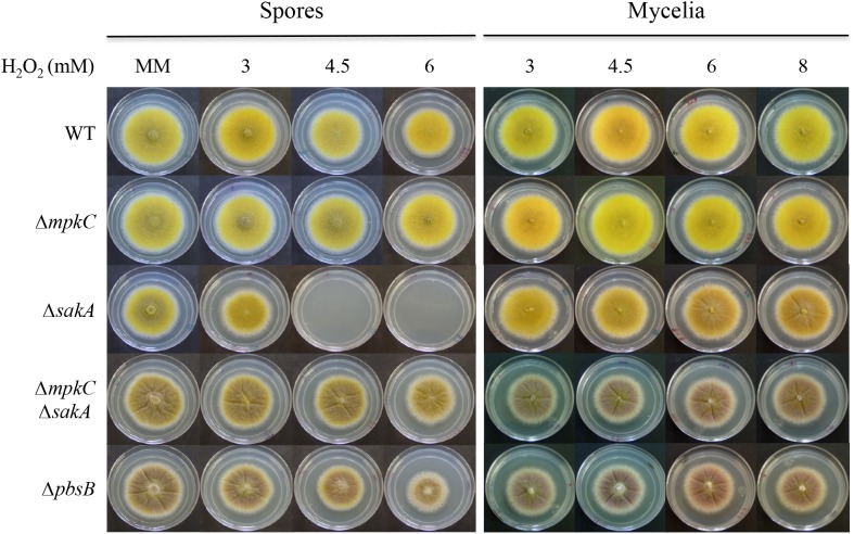 FIGURE 3