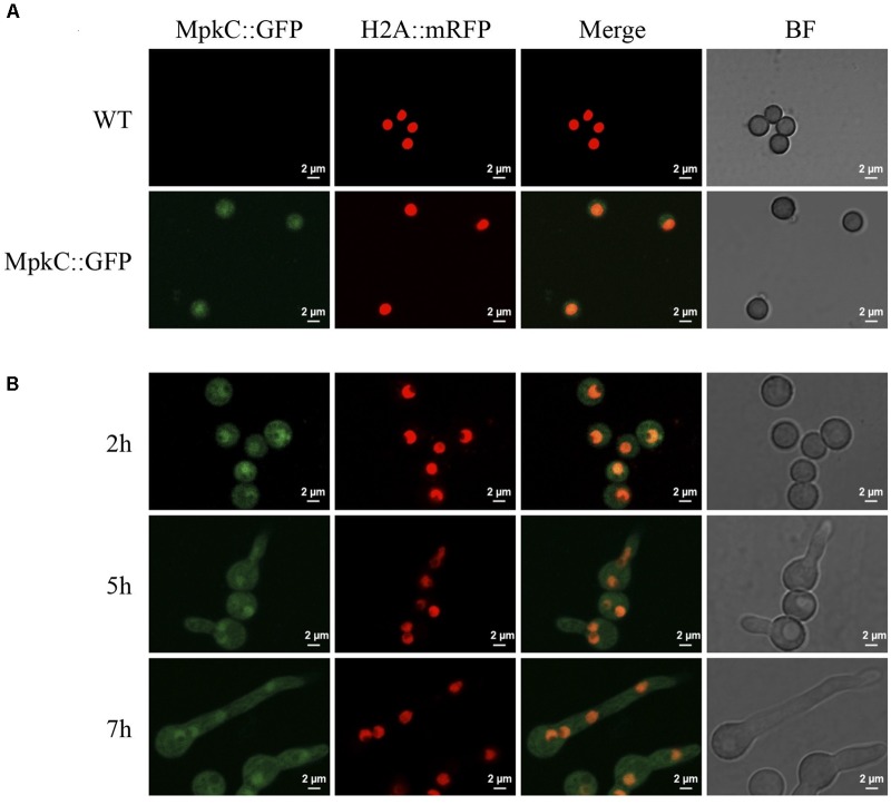 FIGURE 4