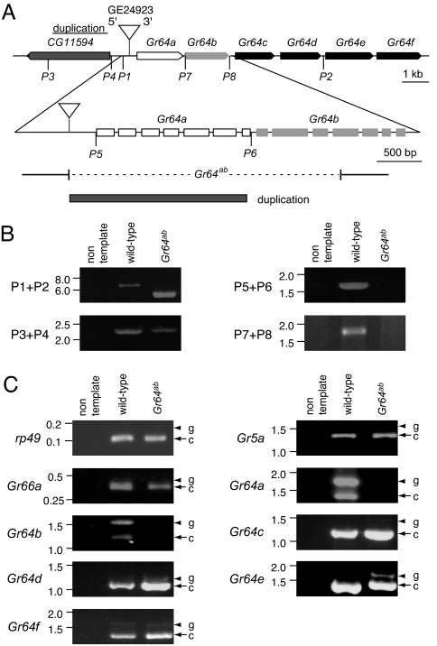 Fig. 2.