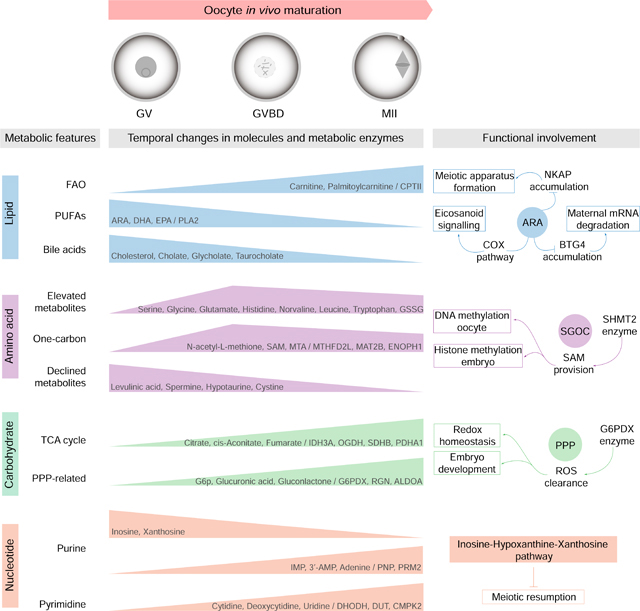 graphic file with name nihms-1633742-f0008.jpg