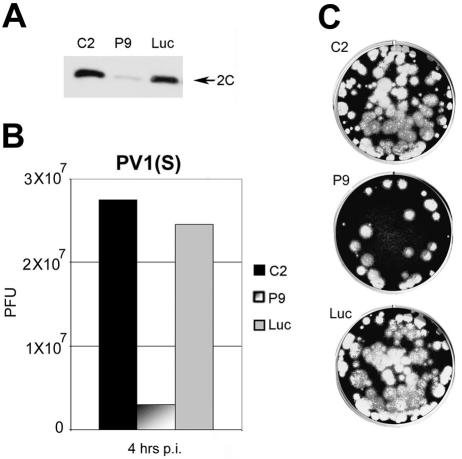 FIG. 2.