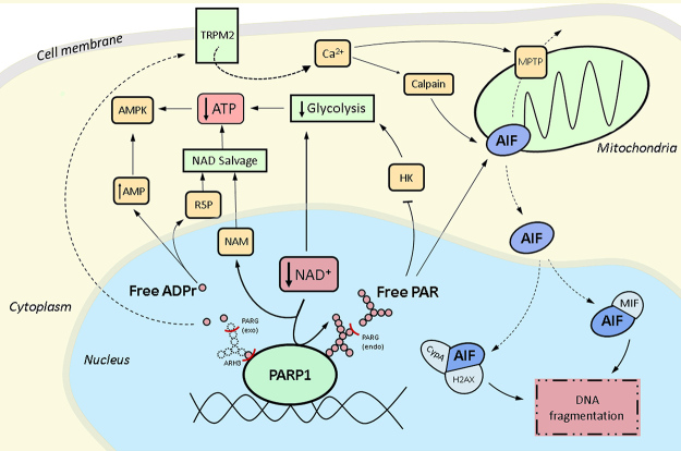 Figure 1 - 