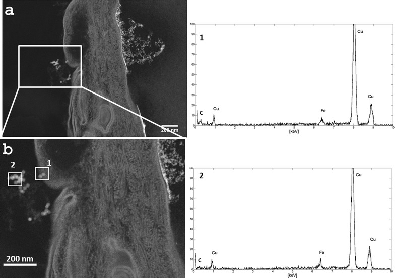 Fig. 4