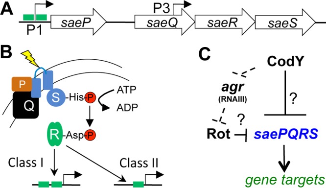 FIG 1