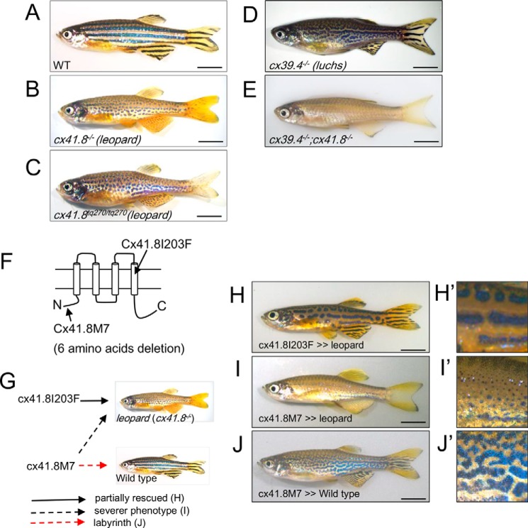 FIGURE 1.