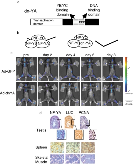 FIGURE 2: