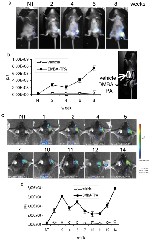 FIGURE 5: