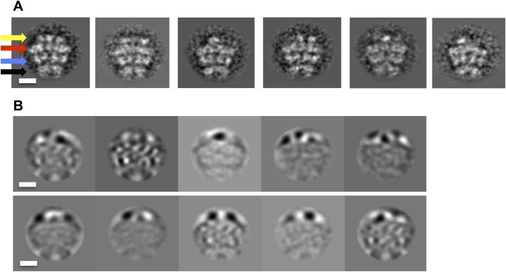 Figure 1—figure supplement 2.