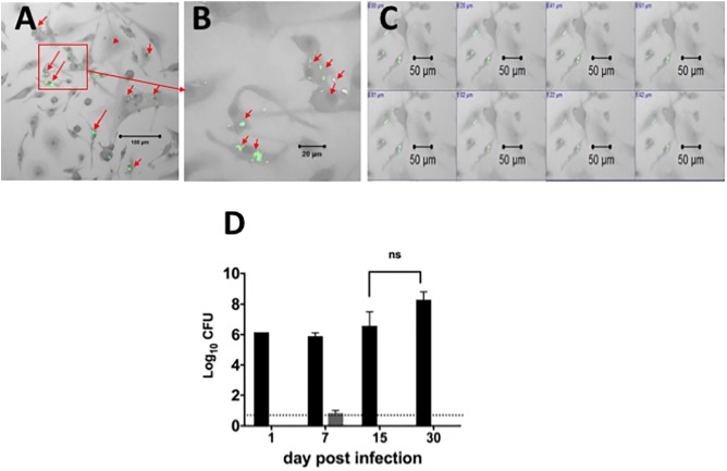 FIGURE 2