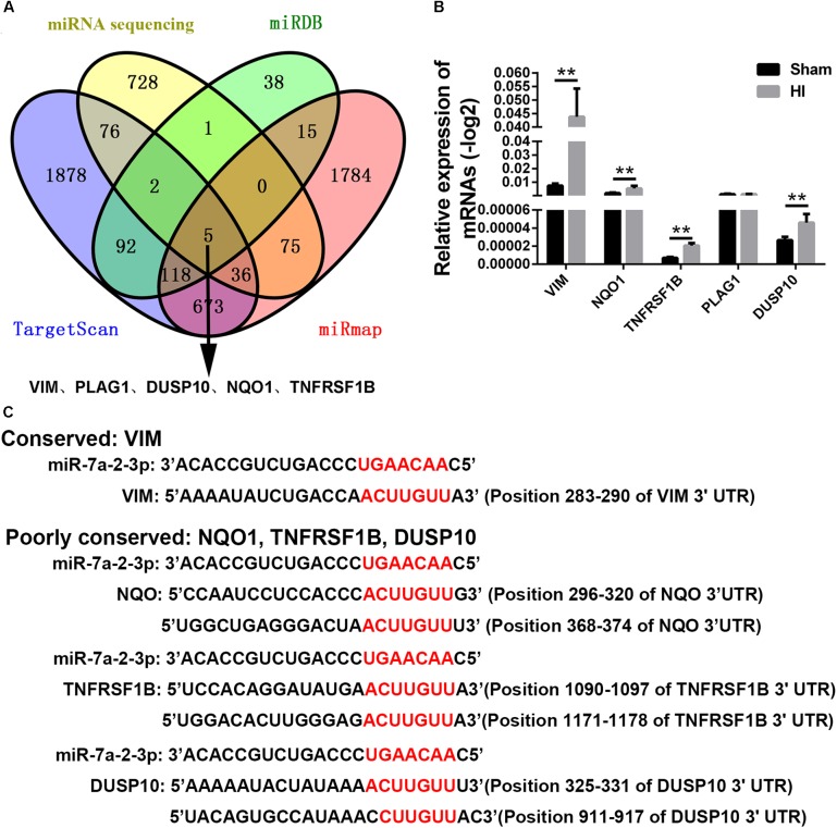 FIGURE 6