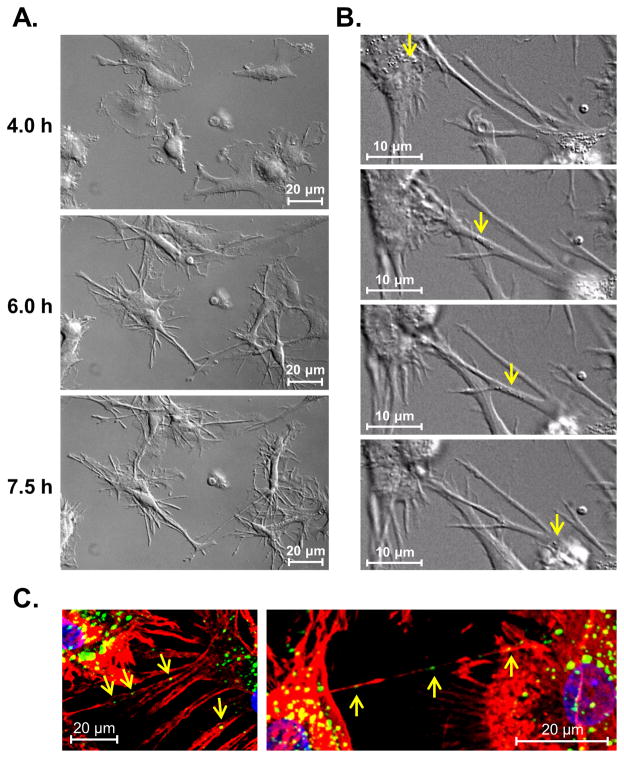 Figure 4