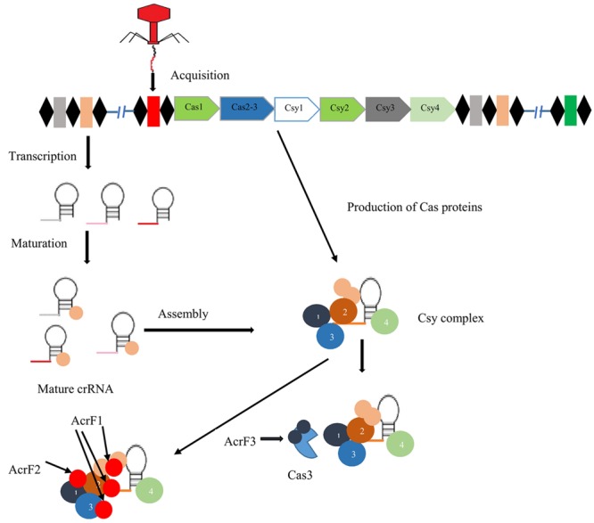 FIGURE 2