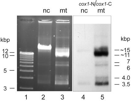 FIG. 3.