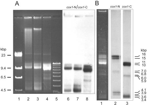 FIG. 6.