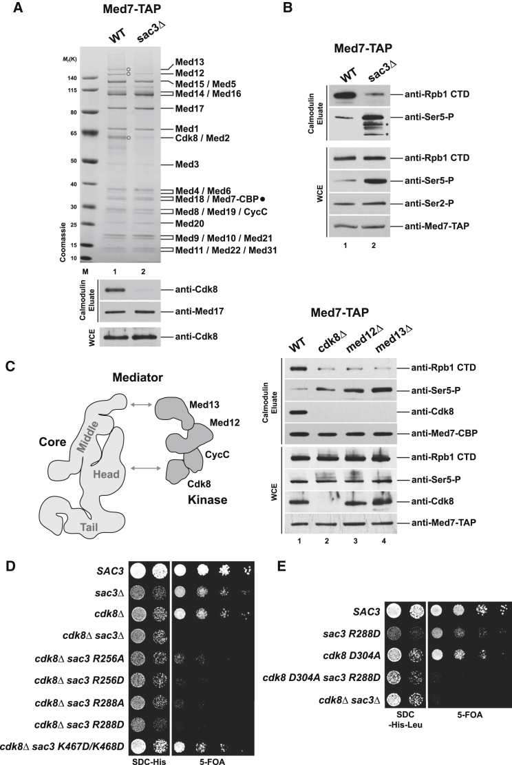 Figure 2