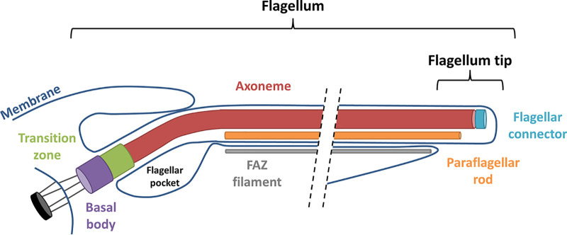 FIG 1