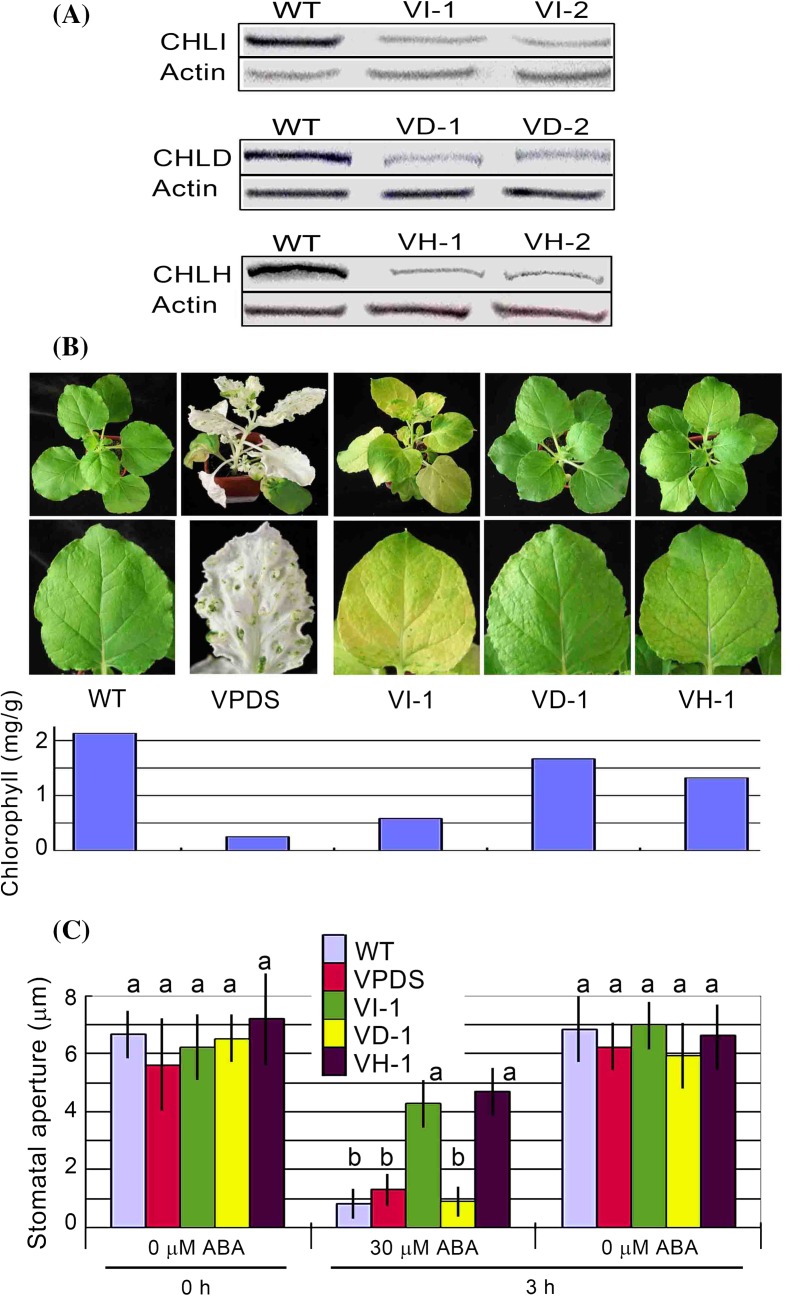 Fig. 5