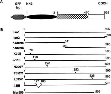 Figure  1