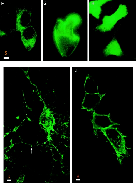 Figure  6