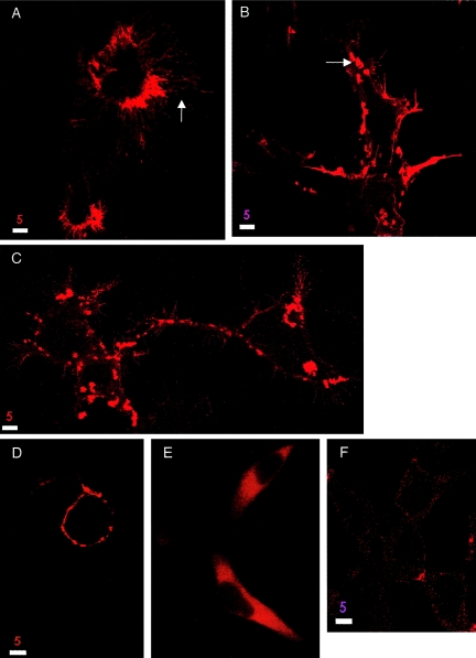 Figure  5