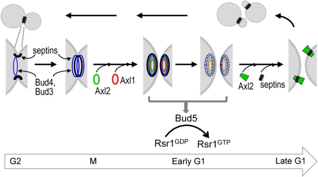 Fig. 8.