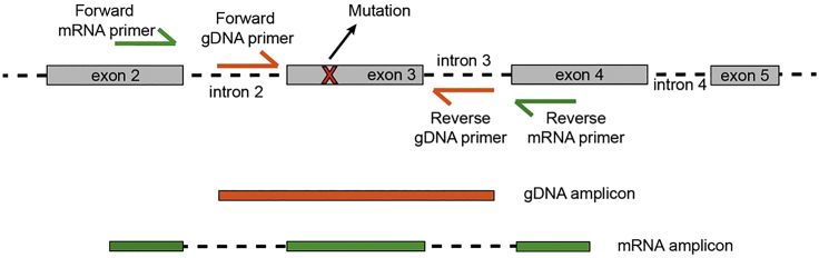 Figure 1