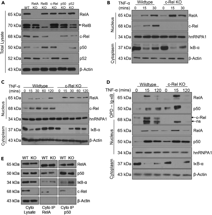 Figure 4