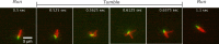 Experimental observation of a typical run-and-tumble dynamics of E. coli. Bacterium body is fluorescently labelled in green, while flagella are labelled in red.