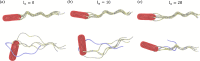 Escherichia coli models with a varying length of the linear flagellum section at the attachment to the body.