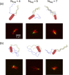 Tumble phase of E. coli models with a different numbers of flagella.