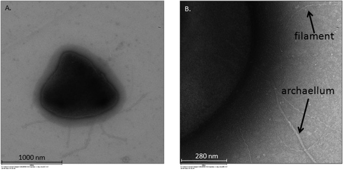 FIG 3