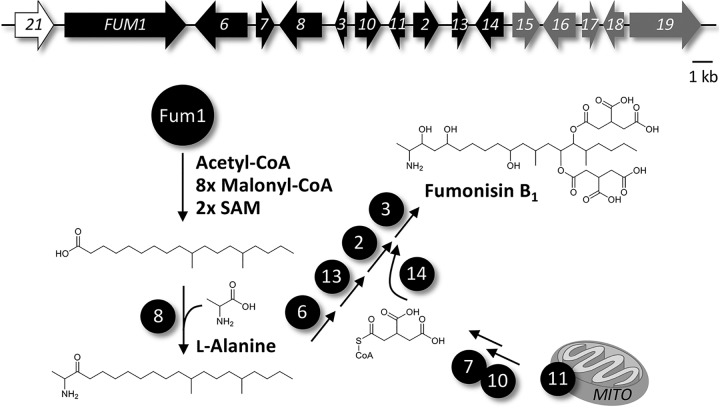 FIG 1