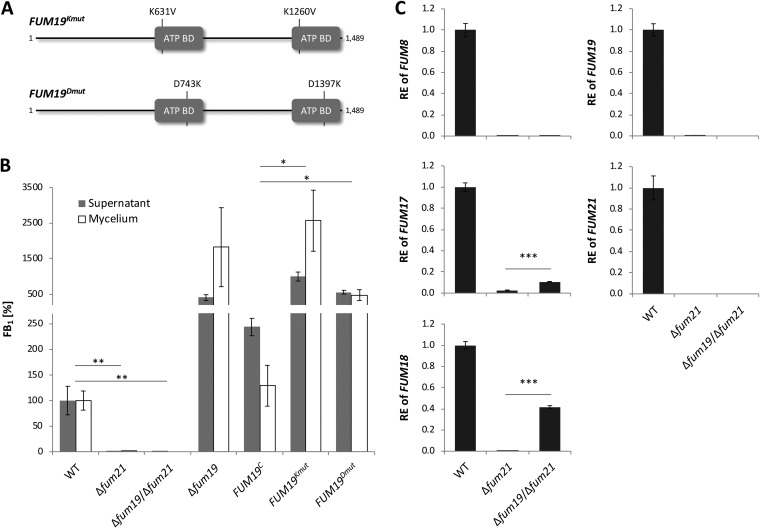 FIG 3