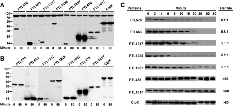 FIG 6