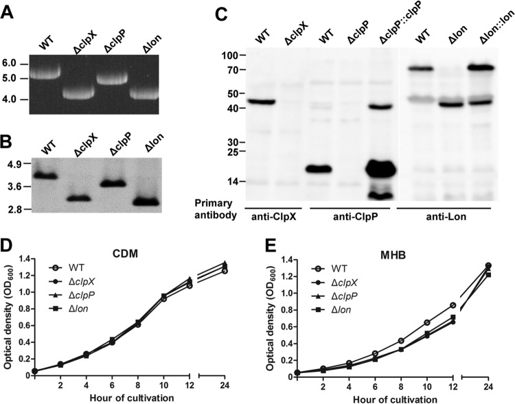 FIG 2