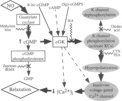 graphic file with name pnas01138-0213-a.jpg