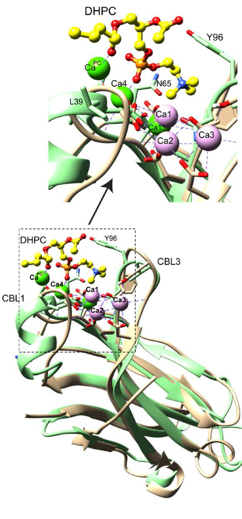 Figure 6—figure supplement 1.