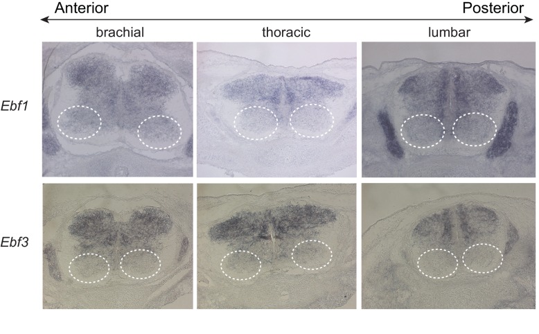 Figure 10—figure supplement 2.