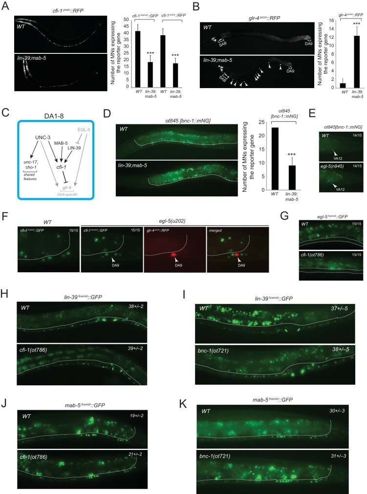 Figure 9—figure supplement 1.