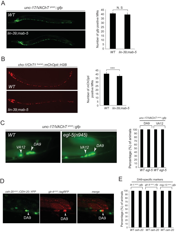 Figure 4—figure supplement 1.