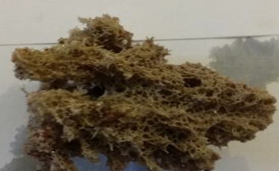 Fig. 1
